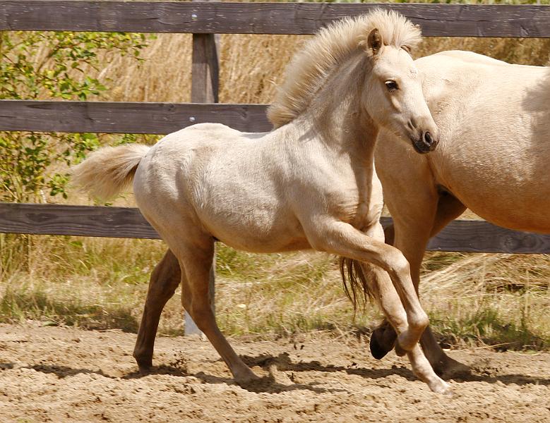 Lysir von Heidmoor c.jpg